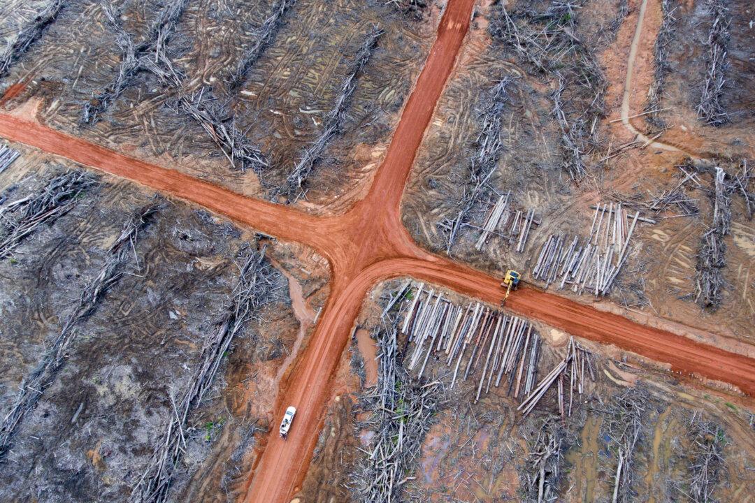 Consumers Help Change Notorious Palm Oil Industry