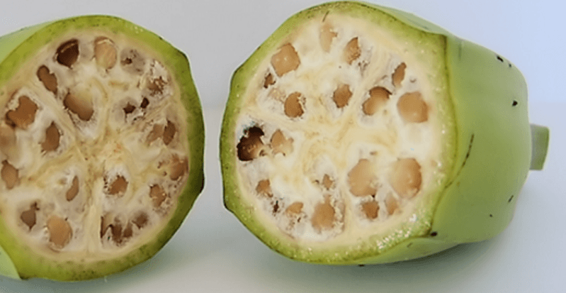 Fruits and Vegetables Looked Very Different Before Humans Domesticated Them