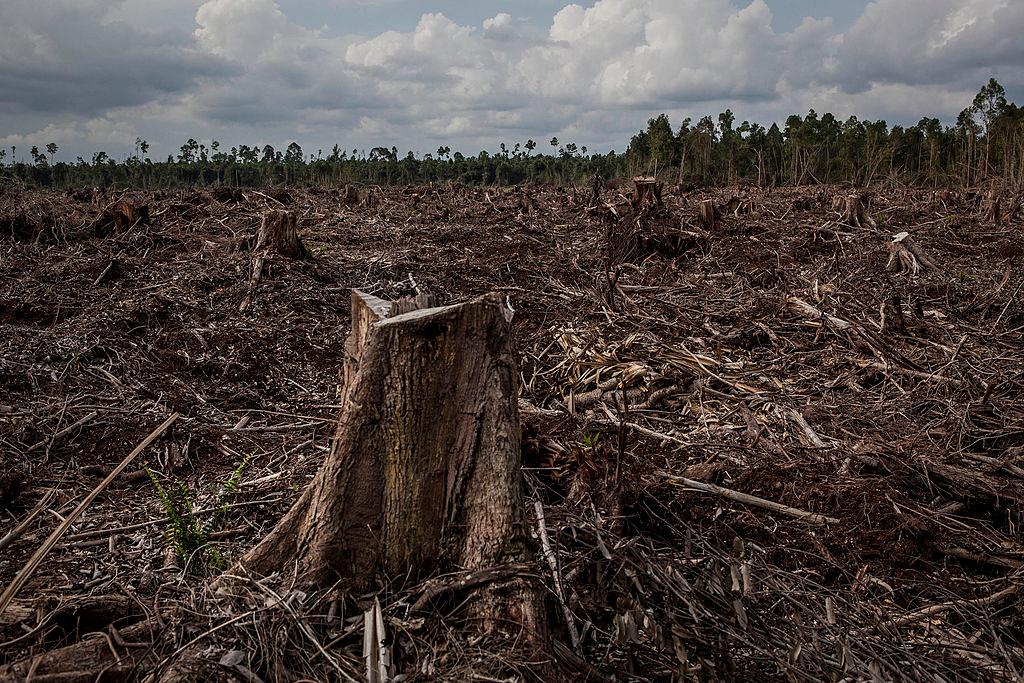 European Commission Proposes Easing of Deforestation Law Burden for Small Firms