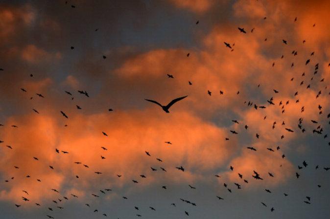 Dozens of Birds Fall from Trees in Boston, Officials Baffled