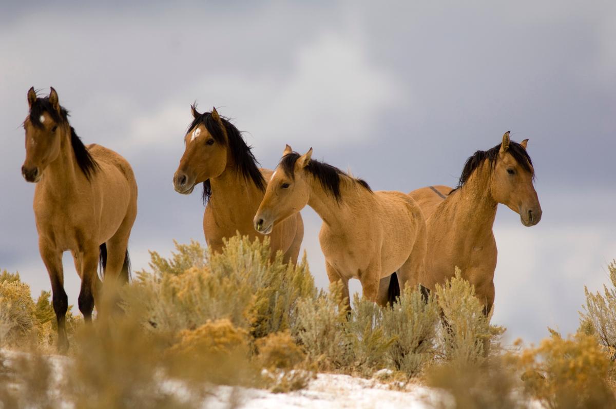 BLM Drops Plan to Surgically Sterilize Wild Horses