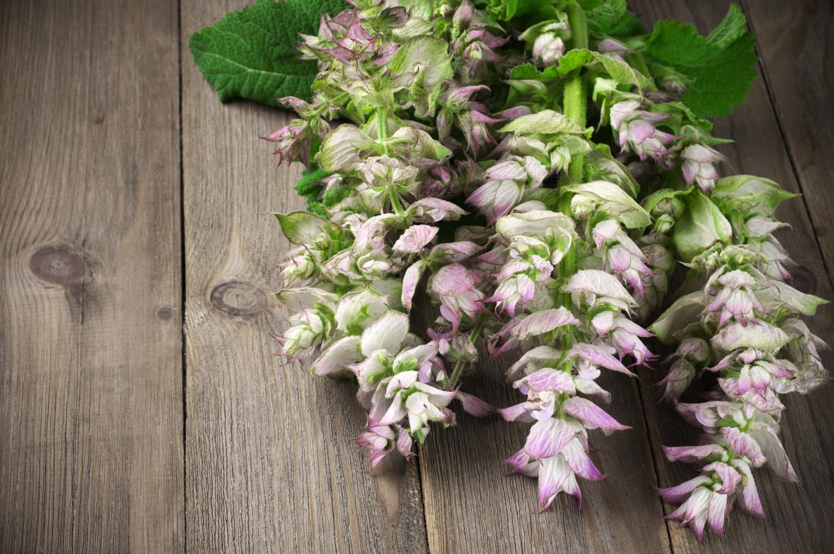 Clary Sage for a Calm Mind and Hormonal Balance