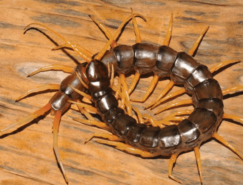 New Amphibious, ‘Horrific’ Centipede Discovered