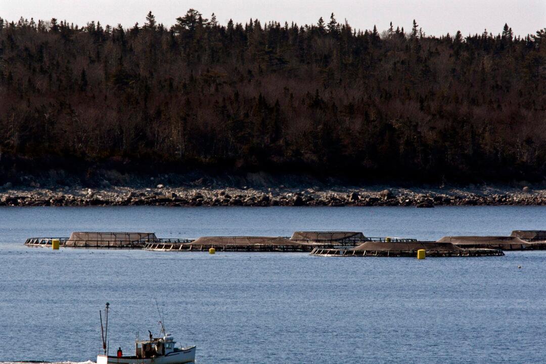Salmon Farming Heads Into Dark, Perilous Waters