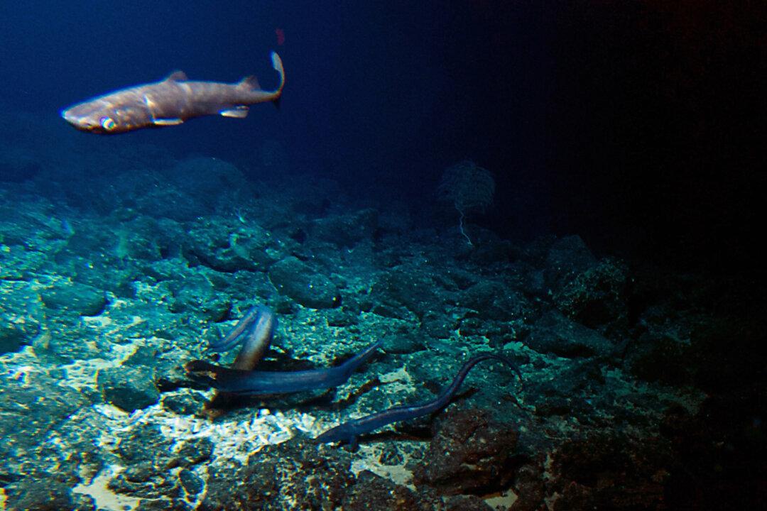 Deep-Sea Volcano a Hotspot for Mysterious Life