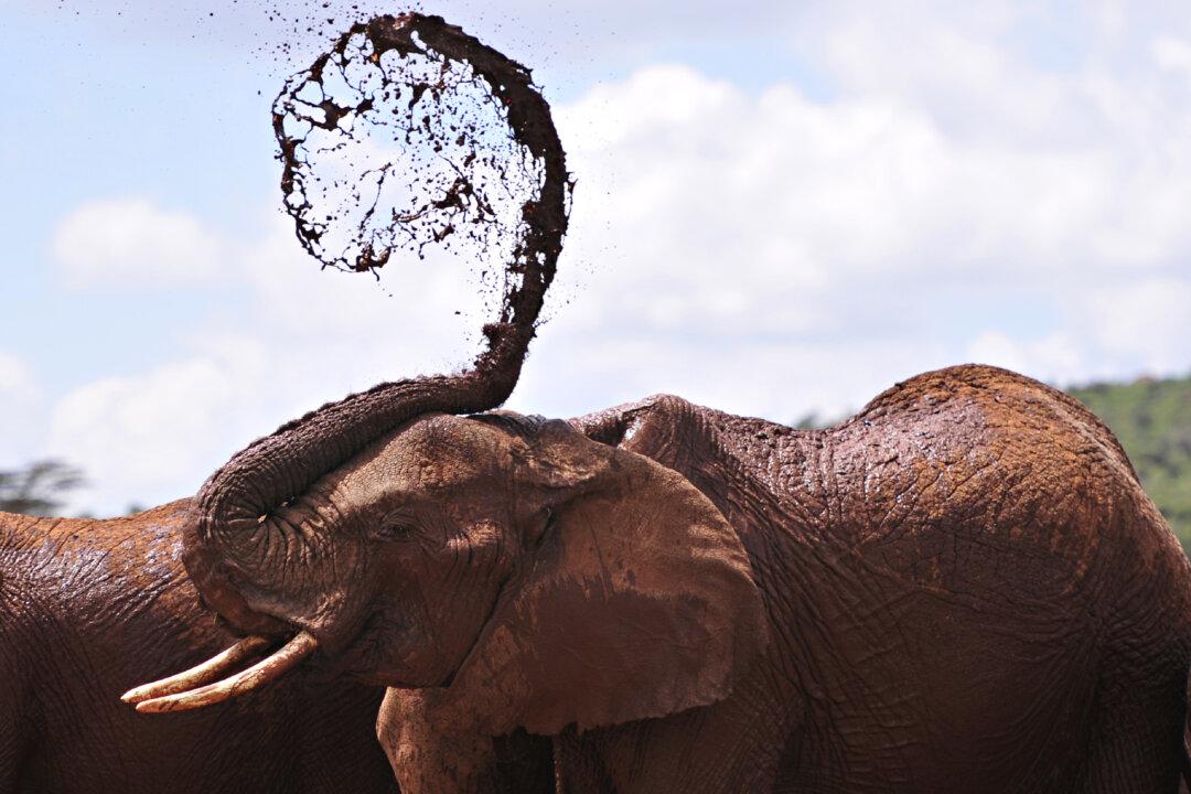 Saving the Great Being of the Elephant