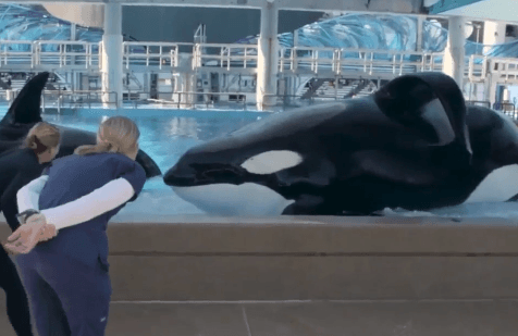 California Bans Orca Breeding and Performance (Video)