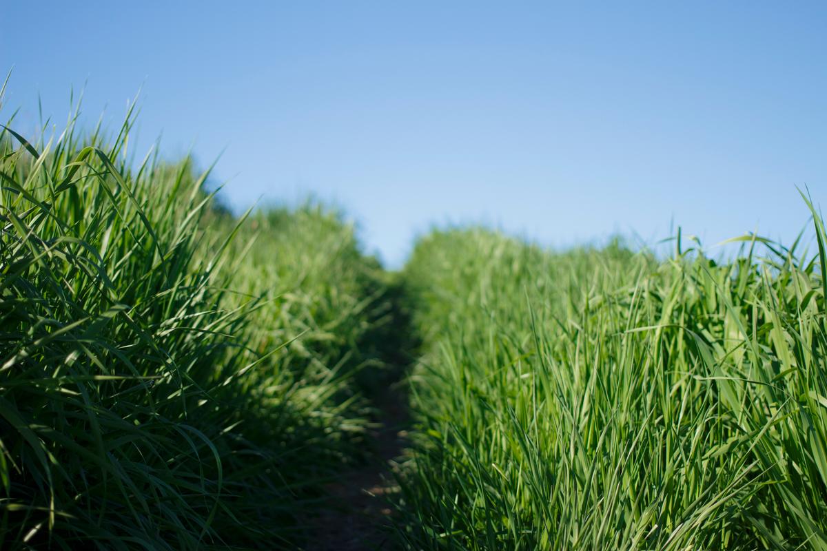 Lyme Disease: A Hard Road to Diagnosis and Recovery