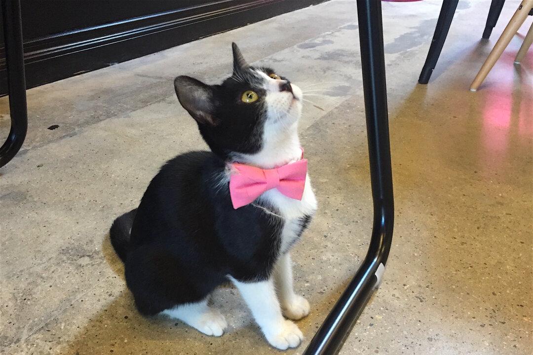 Los Angeles County Urges Adoption to Combat Overcrowding at Animal Shelters