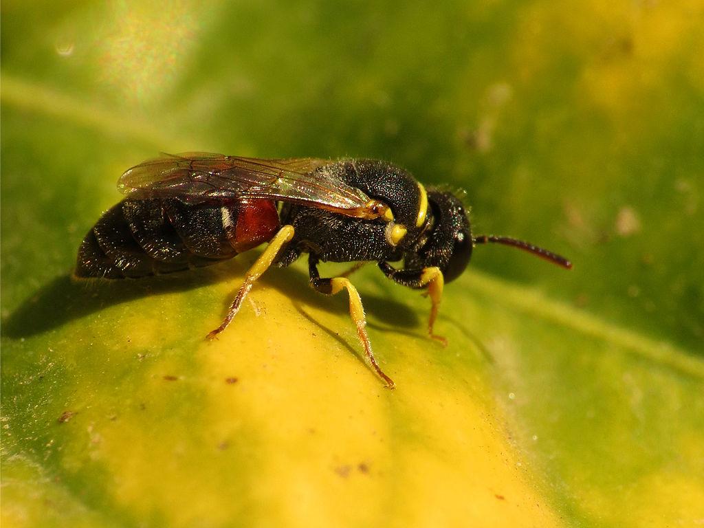 First Bee Species Declared Endangered in US: Impact on Ecosystem and Agriculture
