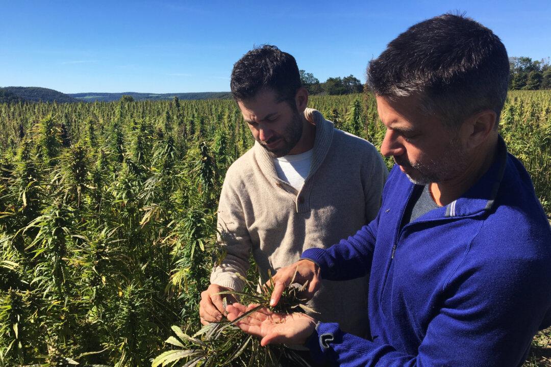 US Hemp Farms Take Root Under State Pilot Programs