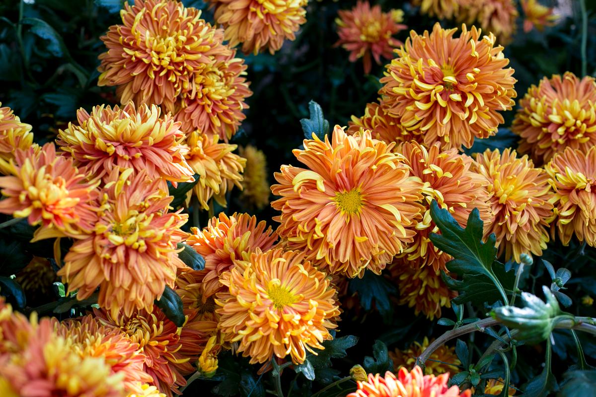 Fall Blooms: NYBG’s Kiku Exhibition Breathes New Life Into Centuries-Old Art