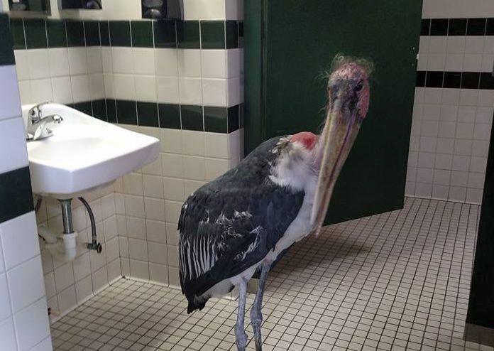 Stork Finds Refuge From Hurricane Matthew in Zoo Bathroom
