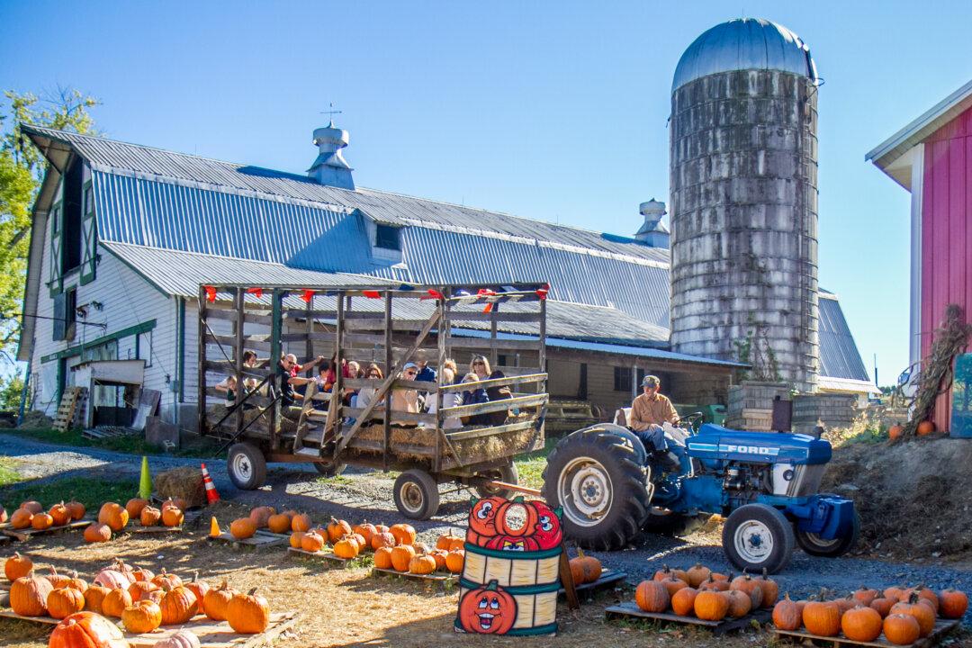 Photo Gallery: Columbus Day at Soons Orchards with Pumpkins and Pies