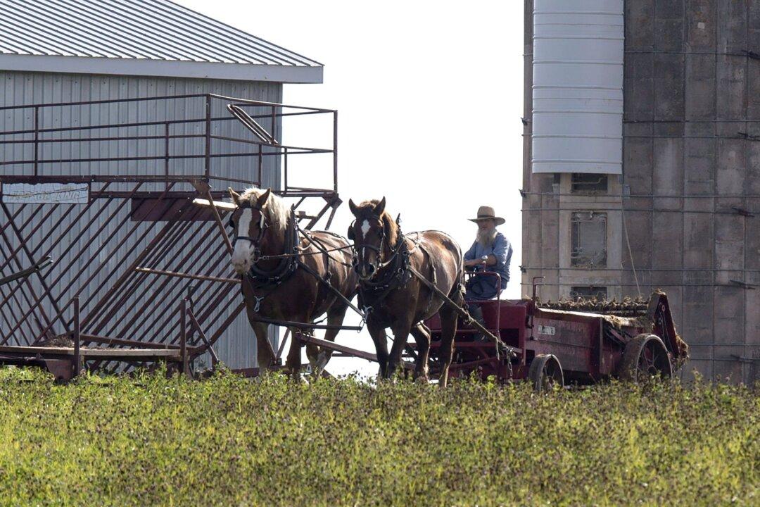 Former Ontario Amish Farmers Find Paradise on PEI