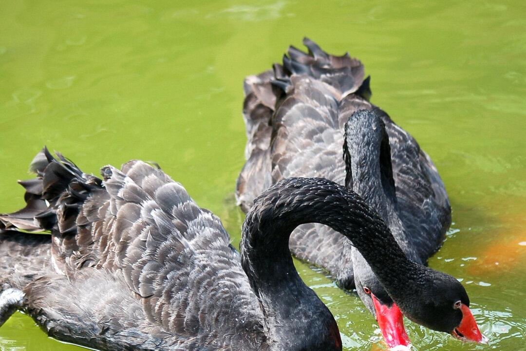 Black Swan or Red Dragon