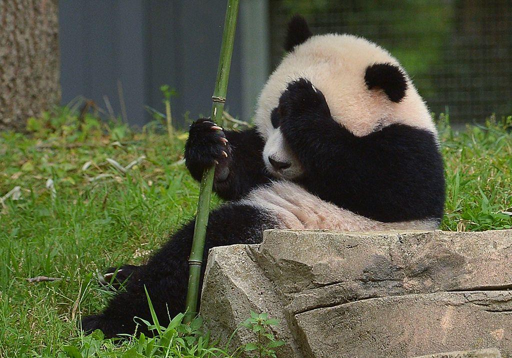 Chinese pandas adapt to their new Berlin home