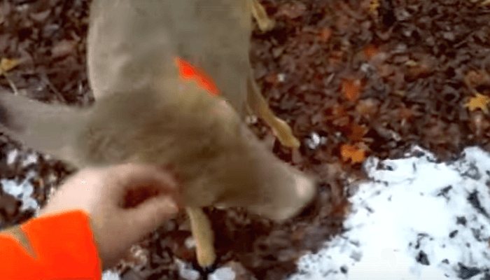 Hunter Befriends Deer Wearing Orange Scarf