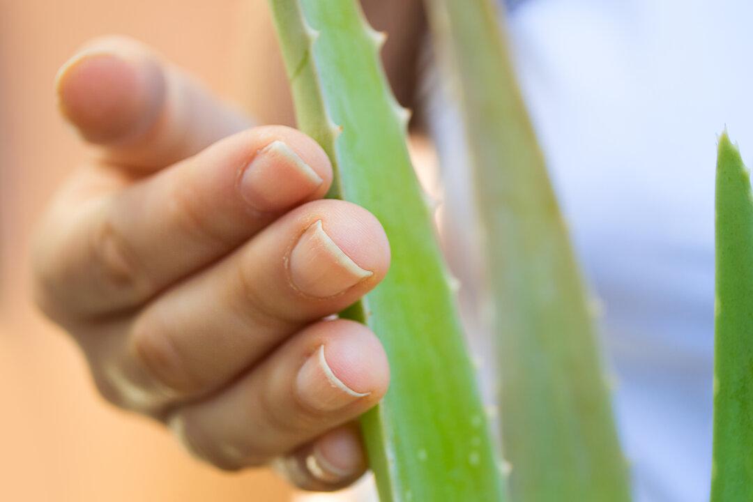 Aloe Vera Fraud: Don’t Get Scammed