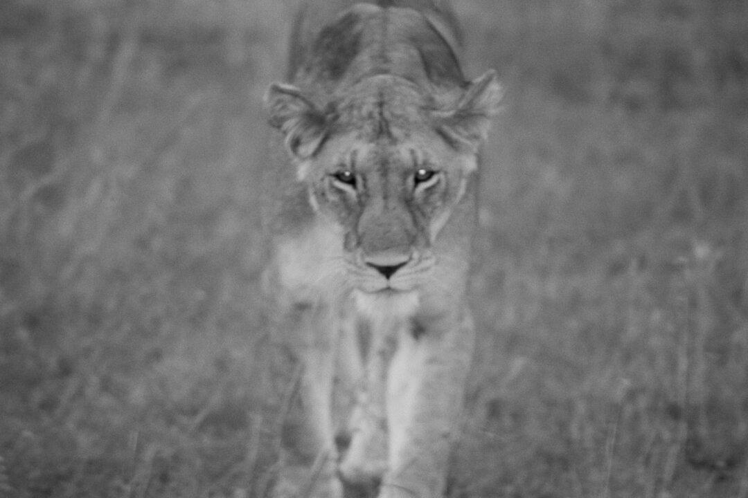 A Letter to the Lion
