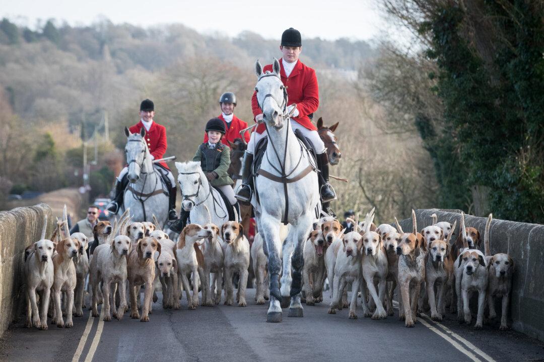 Countryside Alliance Challenges Labour’s Focus on Fox Hunting Ban Amidst Critical Rural Concerns