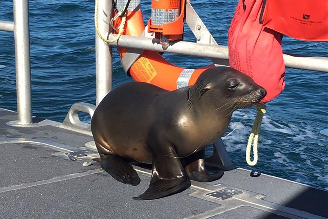 Cutest Captain: Sea Lion Caught in Fishing Gear Hops on Boat