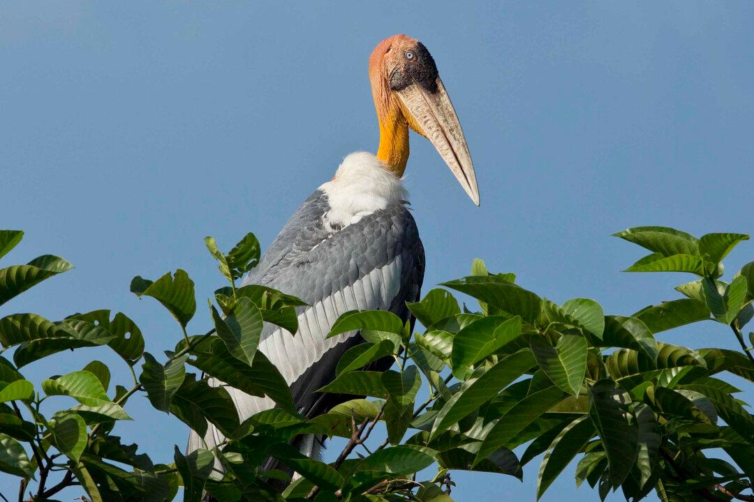 Once-Reviled Scavenger Bird Now the Pride of Its Indian Home