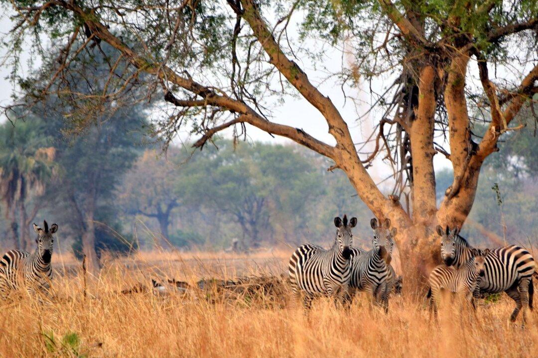 A Walking Safari in Zambia