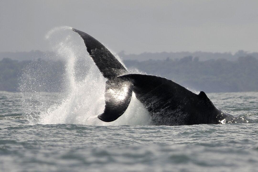 Picture Shows Sea Lion ‘Trapped’ in Mouth of Humpback Whale