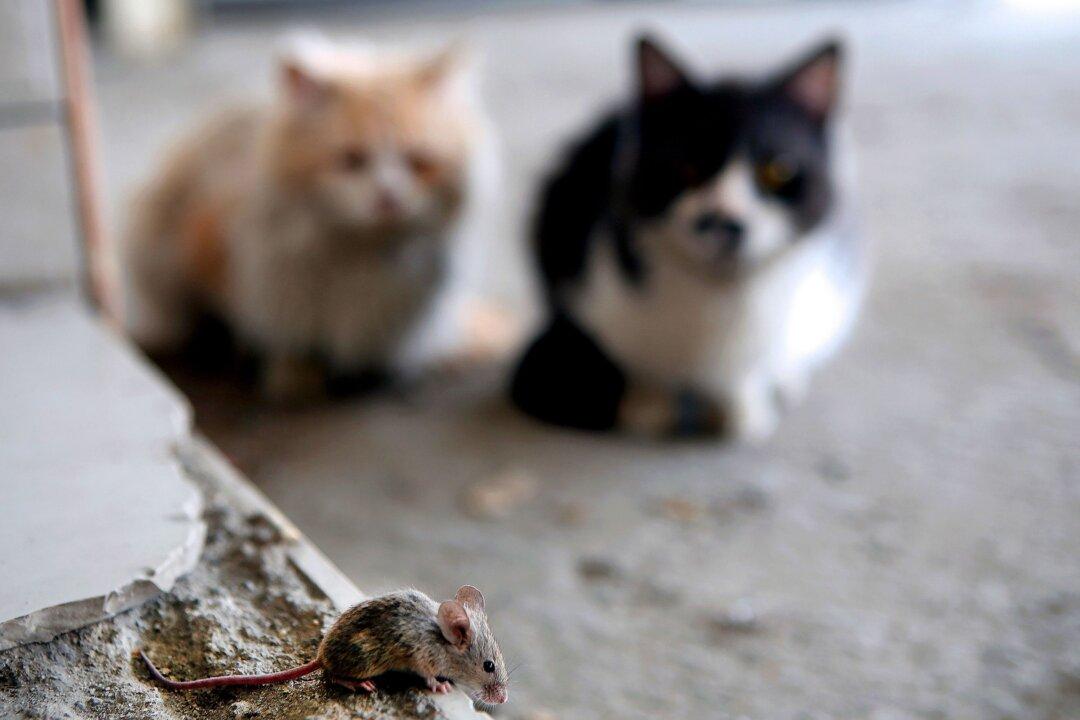 2 Cats Found Inside Sealed Buckets Buckets in NYC; Police Looking for Suspect