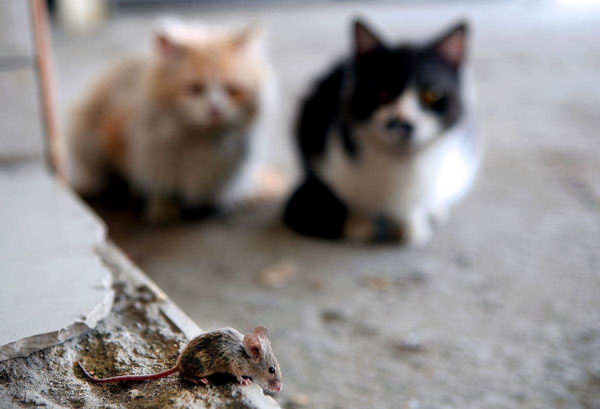 2 Cats Found Inside Sealed Buckets Buckets in NYC; Police Looking for Suspect