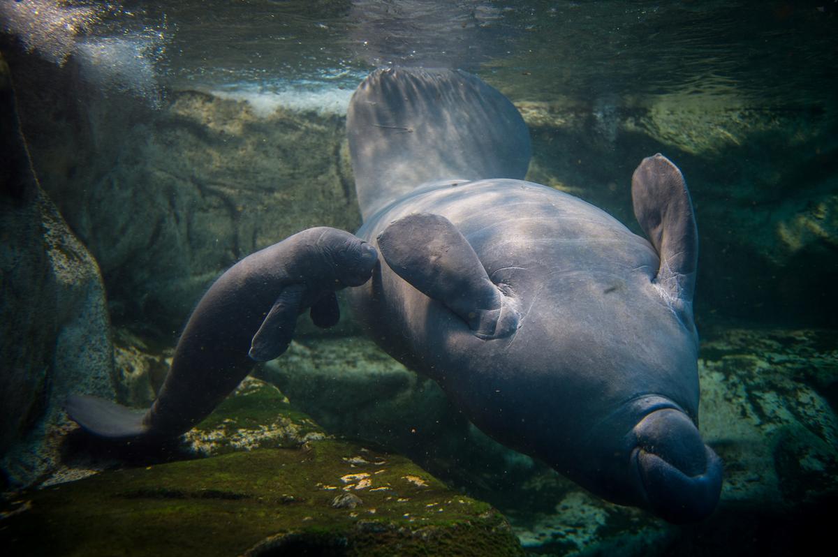 Watch: Young Woman Flips out When Encountering a Manatee