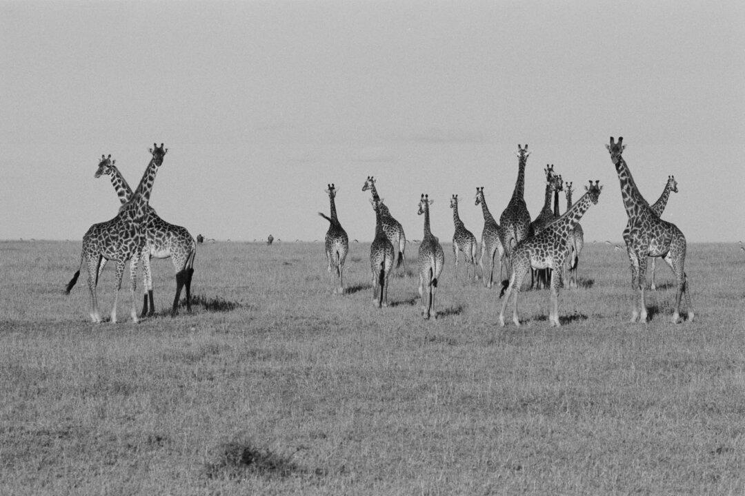A Prayer for the Great Sentinel of the Plains—The Giraffe