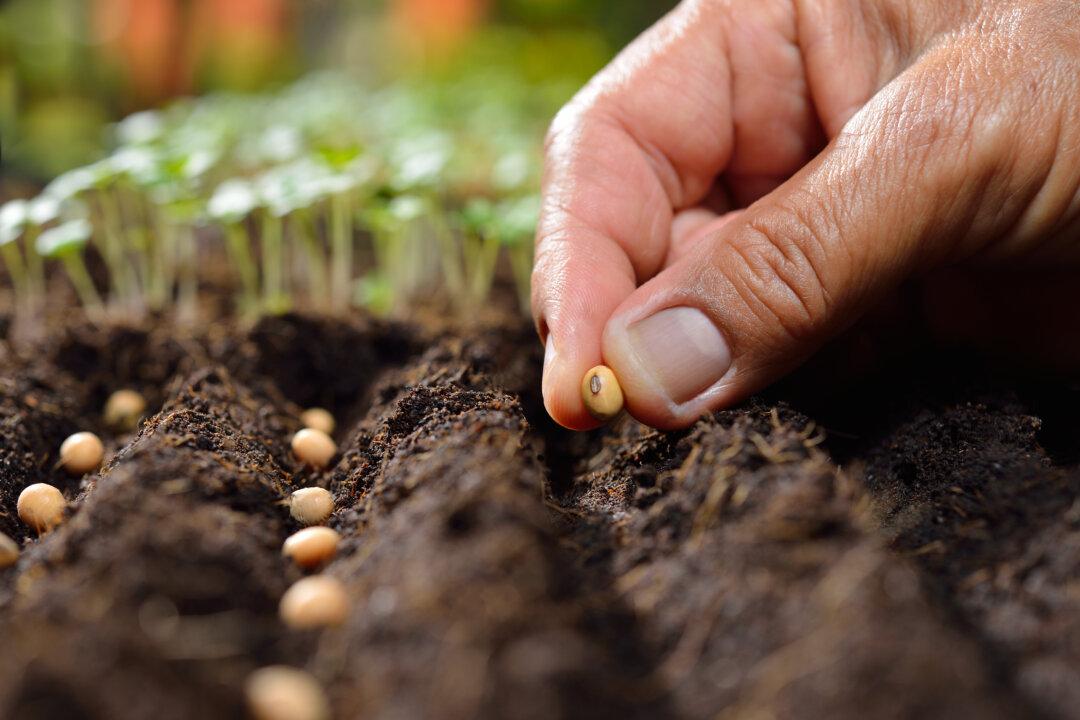 Healthy Soil Is the Real Key to Feeding the World
