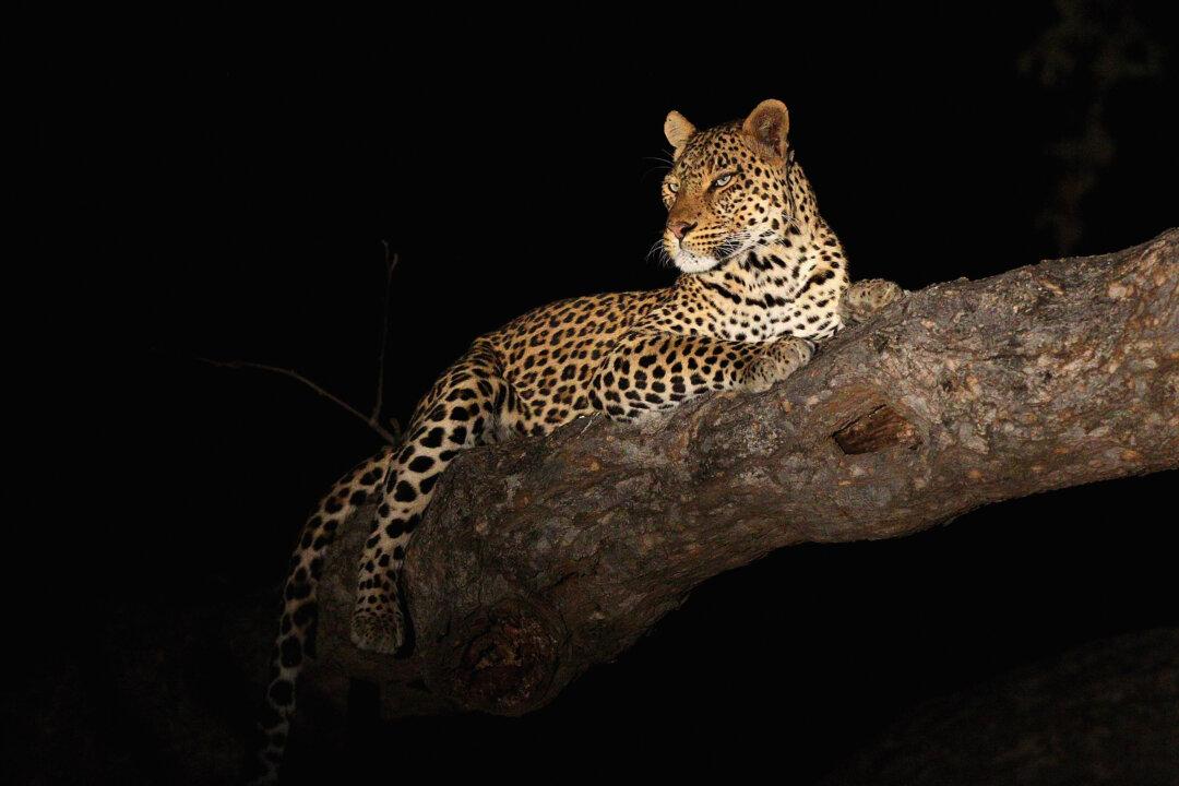 Sublime Silence: In Praise of a Necessary Predator, the Leopard
