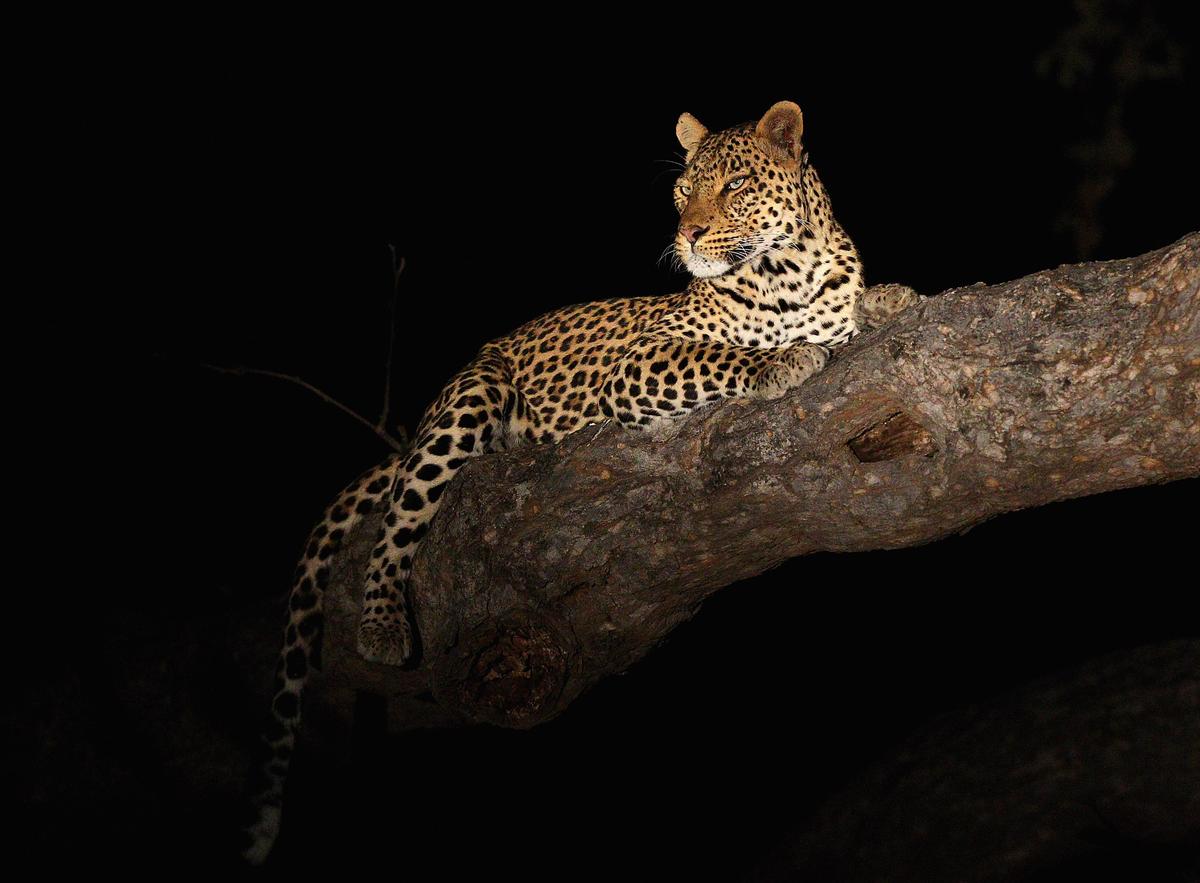 Sublime Silence: In Praise of a Necessary Predator, the Leopard