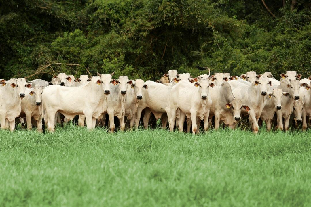 Cattle Industry Lags Behind in Addressing Impact on Deforestation
