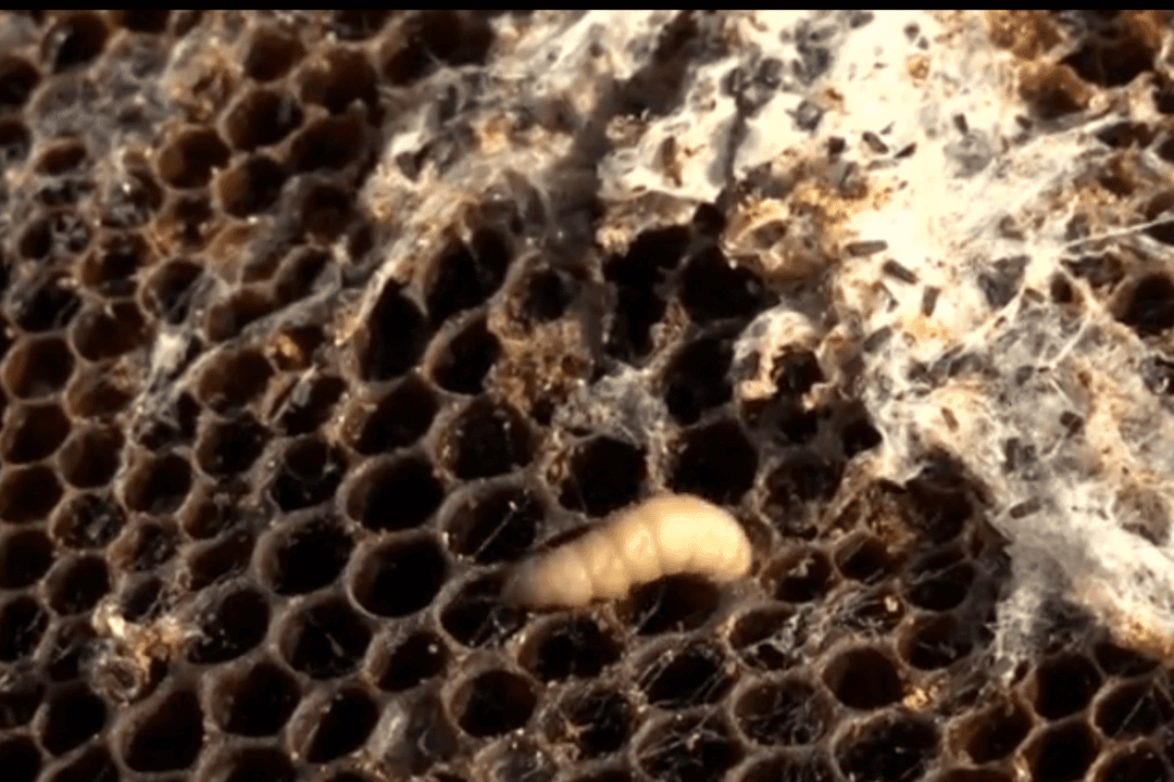 These Moth Larvae Could Help With the World’s Plastic Problem