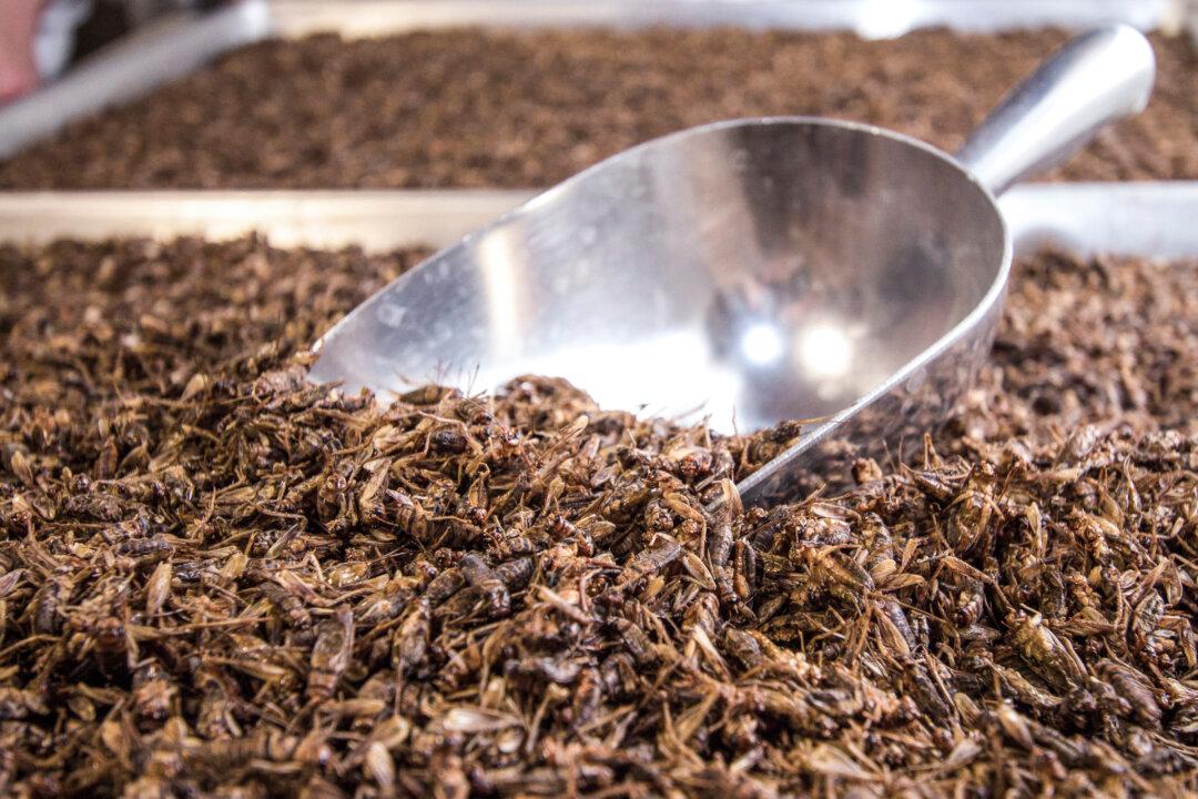 Insects Are Making Their Way Into the American Diet