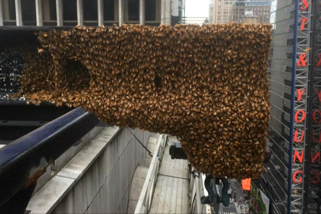 Bees swarm famous ledge in downtown New York City