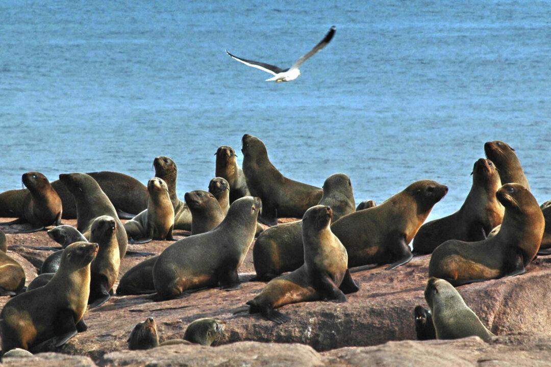 Toxic Algae Sickness Spreads Among California Marine Wildlife