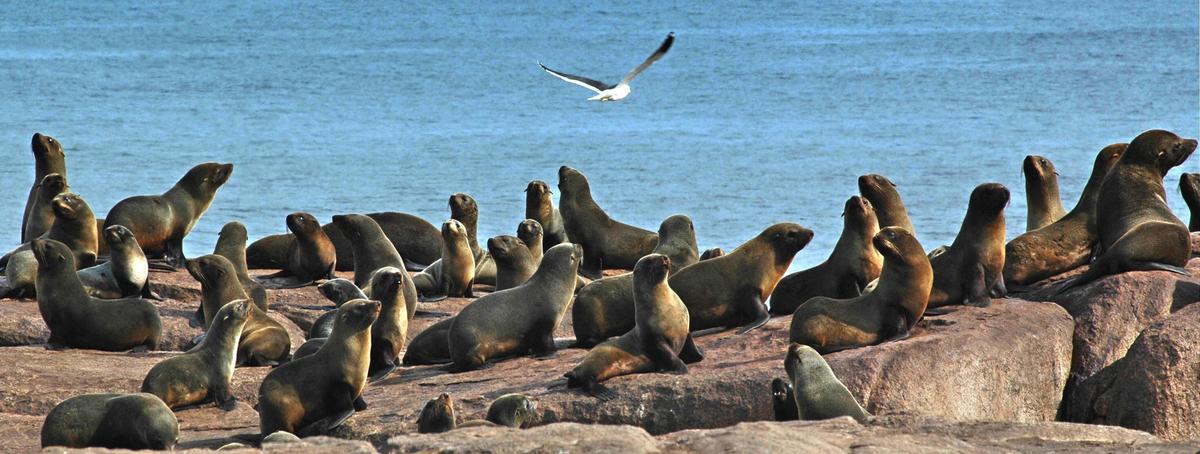 Toxic Algae Sickness Spreads Among California Marine Wildlife