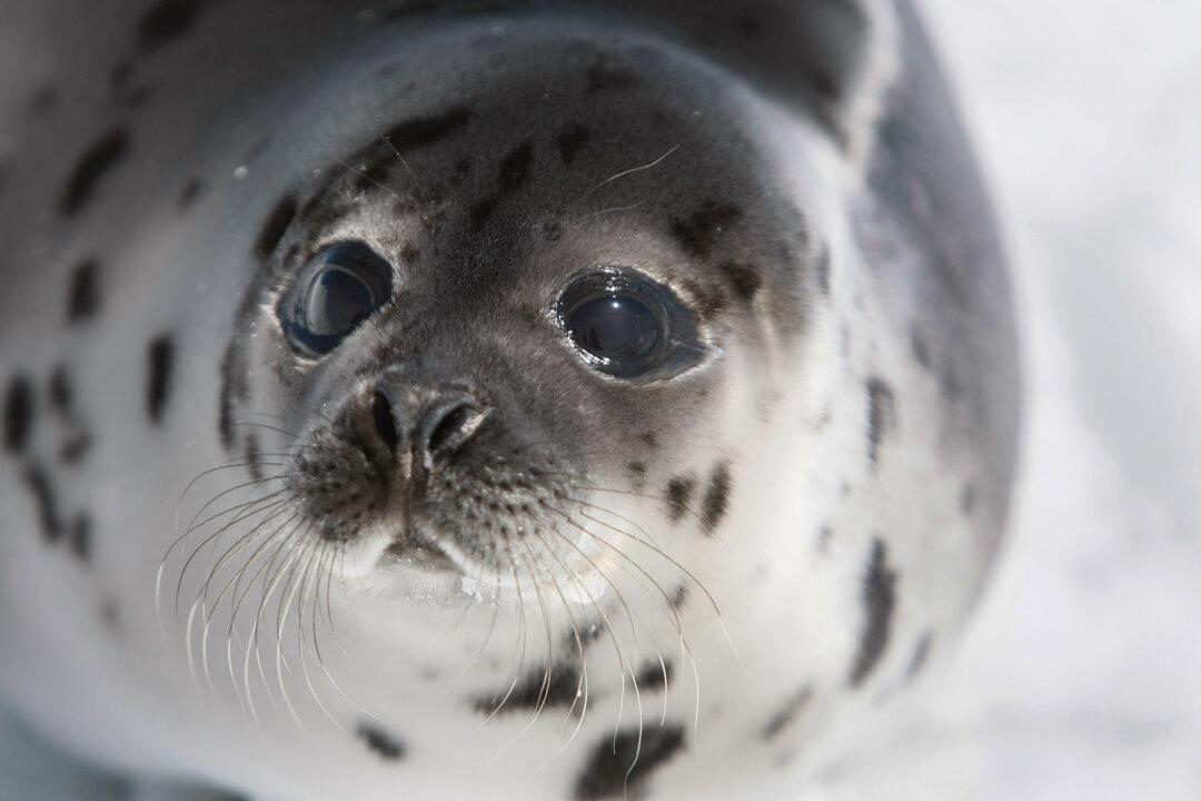 Canada’s Seal Exports Dip Below $300,000