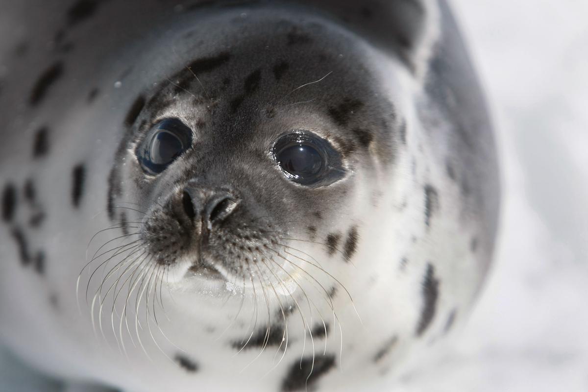 Canada’s Seal Exports Dip Below $300,000