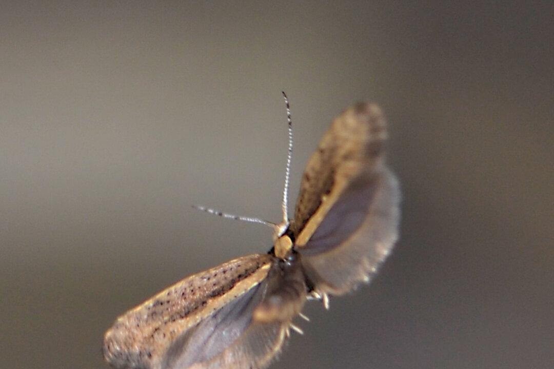 USDA Approves Release of GM Moths in New York