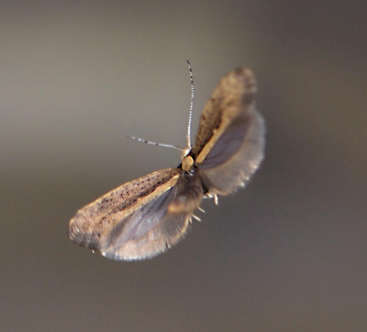 USDA Approves Release of GM Moths in New York