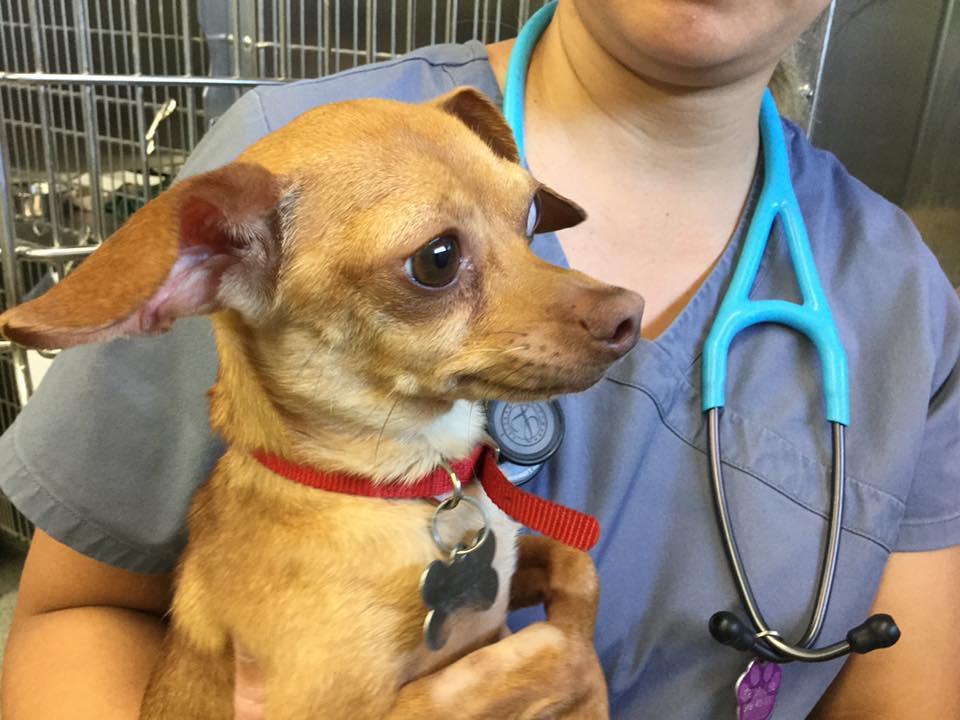 Woman Arrested After Abandoned Dog Dies in 113 Degree Car