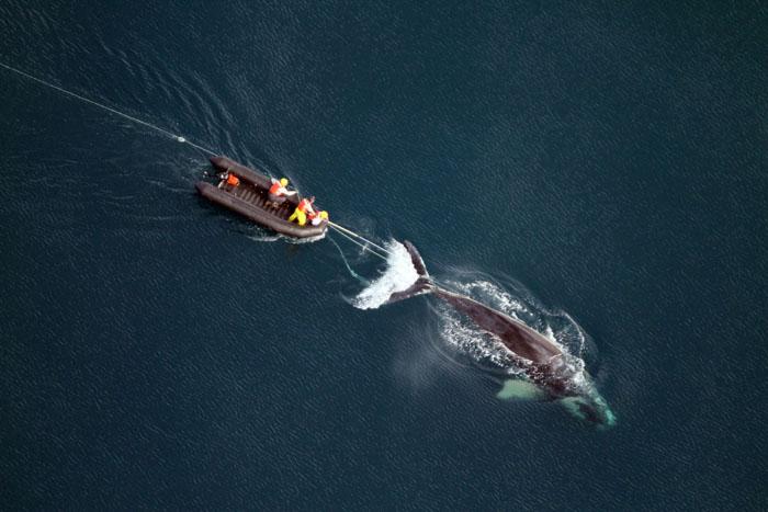 Killed Doing What He Loved–Whale Rescue Mission Ends in Tragedy