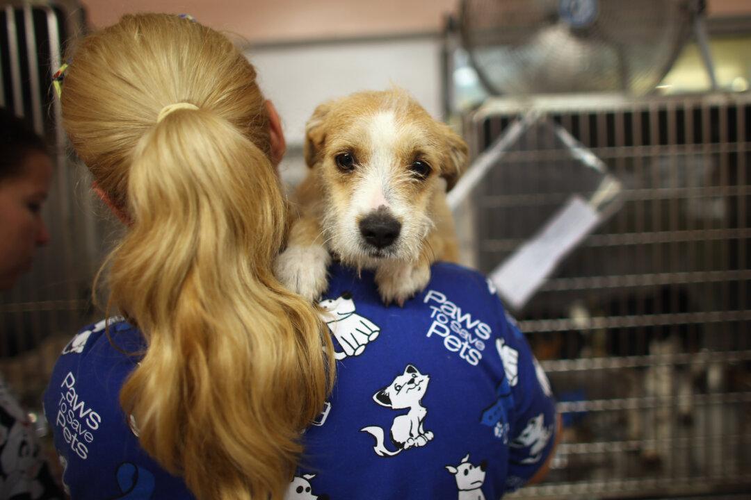 Los Angeles County Steps In to Address ‘Strep Zoo’ Outbreak in Downey