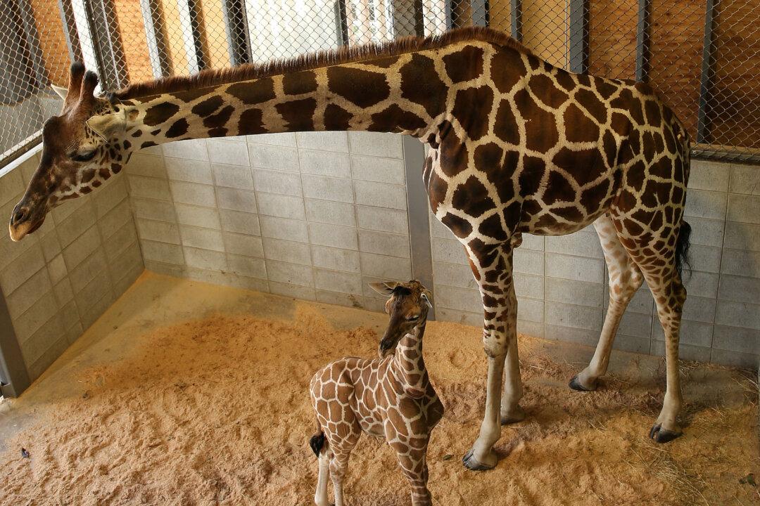 Julius the Baby Giraffe Dies at Maryland Zoo